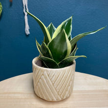 Kép betöltése a galériamegjelenítőbe: Sansevieria trif. Hahnii “Jade marginata” - Anyósnyelv - Tropical Home 
