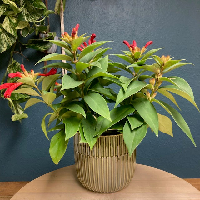 Aeschynanthus 