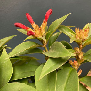 Aeschynanthus "Carina" - Rúzsvirág - Tropical Home 