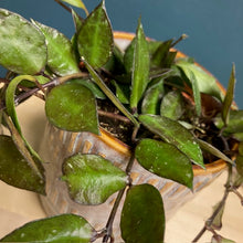 Kép betöltése a galériamegjelenítőbe: Hoya krohniana &quot;Black leaves&quot; - Viaszvirág - Tropical Home 
