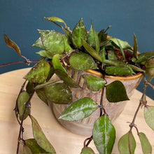 Kép betöltése a galériamegjelenítőbe: Hoya krohniana &quot;Black leaves&quot; - Viaszvirág - Tropical Home 
