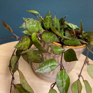 Hoya krohniana "Black leaves" - Viaszvirág - Tropical Home 
