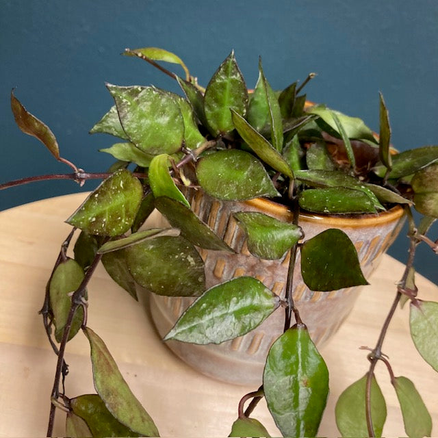 Hoya krohniana 