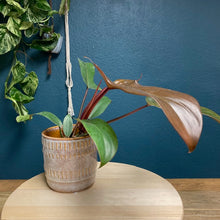 Kép betöltése a galériamegjelenítőbe: Philodendron florida bronze - Tropical Home 
