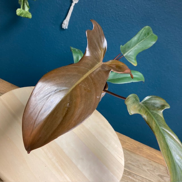 Philodendron florida bronze - Tropical Home 