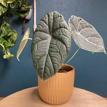 Kép betöltése a galériamegjelenítőbe: Alocasia maharani - Tropical Home 

