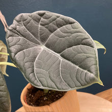 Kép betöltése a galériamegjelenítőbe: Alocasia maharani - Tropical Home 
