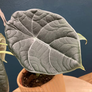 Alocasia maharani - Tropical Home 