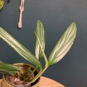 Epipremnum amplissimum "Silver leaf" - Tropical Home 