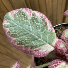 Kép betöltése a galériamegjelenítőbe: Episcia &quot;Shimmering valley&quot;- Flame violet - Árnyékcsuporka - Tropical Home 
