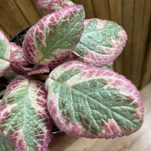 Episcia "Shimmering valley"- Flame violet - Árnyékcsuporka - Tropical Home 