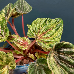 Peperomia caperata "Buenos aires" - Törpebors - Tropical Home 