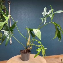 Kép betöltése a galériamegjelenítőbe: Philodendron &quot;Glad hands&quot; - Tropical Home 
