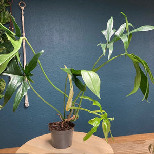 Philodendron "Glad hands" - Tropical Home 