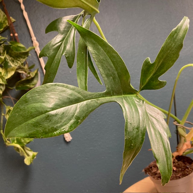 Philodendron 