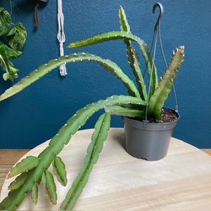 Lepismium cruciforme - Tropical Home 