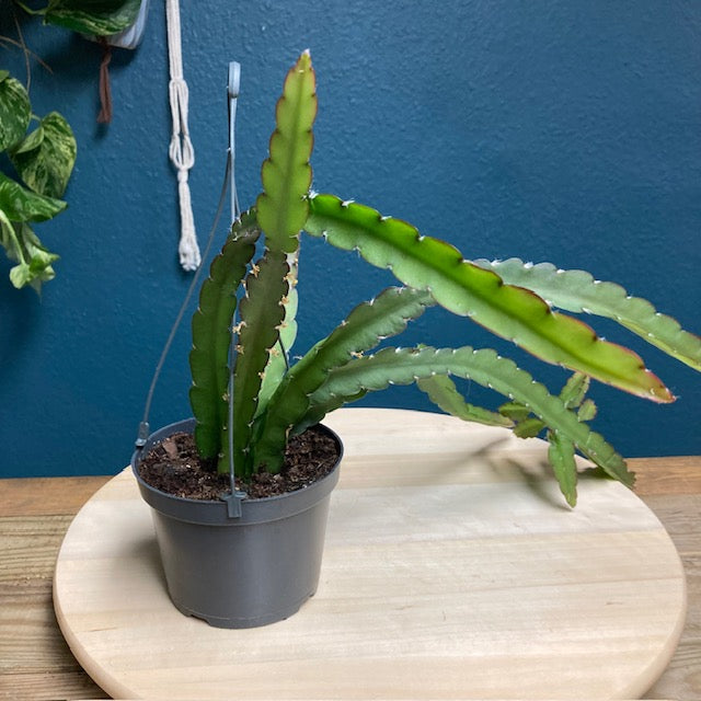 Lepismium cruciforme - Tropical Home 