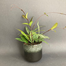 Kép betöltése a galériamegjelenítőbe: Hoya pubicalyx splash - Viaszvirág - Tropical Home 
