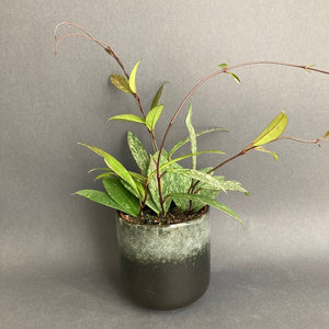 Hoya pubicalyx splash - Viaszvirág - Tropical Home 