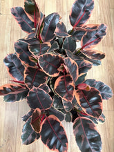 Kép betöltése a galériamegjelenítőbe: Ficus elastica "Belize" - Szobafikusz - Rubber plant
