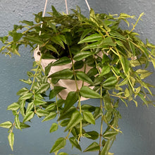 Kép betöltése a galériamegjelenítőbe: Hoya bella - Viaszvirág, akasztós cserépben - Tropical Home 
