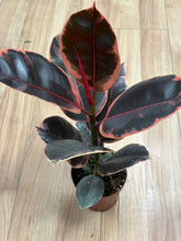 Kép betöltése a galériamegjelenítőbe: Ficus elastica "Belize" - Szobafikusz - Rubber plant
