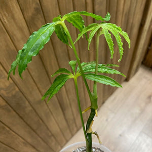 Anthurium polyschistum - AJÁNDÉK 21.000Ft felett - Tropical Home 