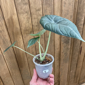 Alocasia maharani 1. - Tropical Home 