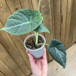 Alocasia maharani 1. - Tropical Home 