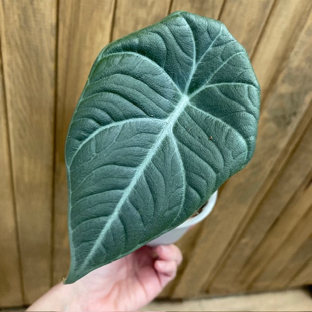 Alocasia maharani 2. - Tropical Home 