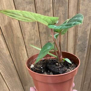 Anthurium "Radicans" x "Luxurians" - Tropical Home 