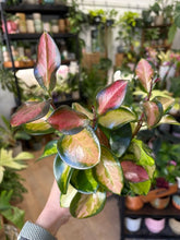 Kép betöltése a galériamegjelenítőbe: Hoya australis "Lisa" 12cm - Viaszvirág
