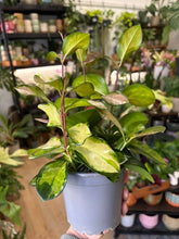 Kép betöltése a galériamegjelenítőbe: Hoya australis "Lisa" 12cm - Viaszvirág
