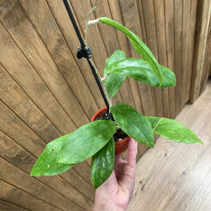 Hoya finlaysonii "Lalia"  - Saját szaporítás - Tropical Home 
