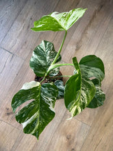 Kép betöltése a galériamegjelenítőbe: Monstera deliciosa albo variegata 15cm, 4-6 leveles

