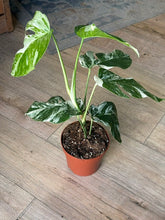 Kép betöltése a galériamegjelenítőbe: Monstera deliciosa albo variegata 15cm, 4-6 leveles
