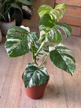 Kép betöltése a galériamegjelenítőbe: Monstera deliciosa albo variegata 15cm, 4-6 leveles
