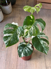 Kép betöltése a galériamegjelenítőbe: Monstera deliciosa albo variegata 15cm, 4-6 leveles
