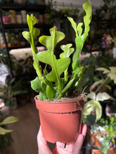 Kép betöltése a galériamegjelenítőbe: Epiphyllum anguliger 10cm - Karéjos kaktusz - Fishbone cactus
