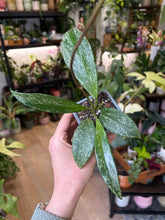 Kép betöltése a galériamegjelenítőbe: Hoya pubicalyx splash 8-9cm - Viaszvirág
