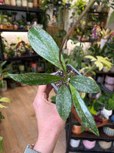 Kép betöltése a galériamegjelenítőbe: Hoya pubicalyx splash 8-9cm - Viaszvirág

