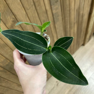 Ludisia discolor "Green velvet"  2. - Tropical Home 