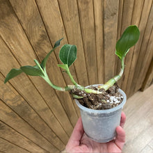 Kép betöltése a galériamegjelenítőbe: Ludisia discolor &quot;Green velvet&quot;  2. - Tropical Home 
