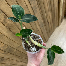 Kép betöltése a galériamegjelenítőbe: Ludisia discolor &quot;Green velvet&quot;  2. - Tropical Home 
