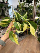 Kép betöltése a galériamegjelenítőbe: Philodendron scandens "Rio"
