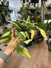 Kép betöltése a galériamegjelenítőbe: Philodendron scandens "Rio"
