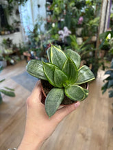 Kép betöltése a galériamegjelenítőbe: Sansevieria trif. hahnii 9cm - Anyósnyelv
