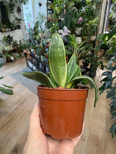 Kép betöltése a galériamegjelenítőbe: Sansevieria trif. hahnii 9cm - Anyósnyelv
