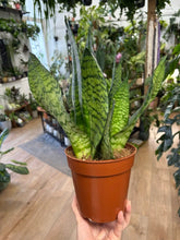Kép betöltése a galériamegjelenítőbe: Sansevieria zeylanica 14cm - Anyósnyelv
