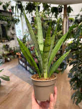 Kép betöltése a galériamegjelenítőbe: Sansevieria trif. "Silver Princess" 9cm - Anyósnyelv
